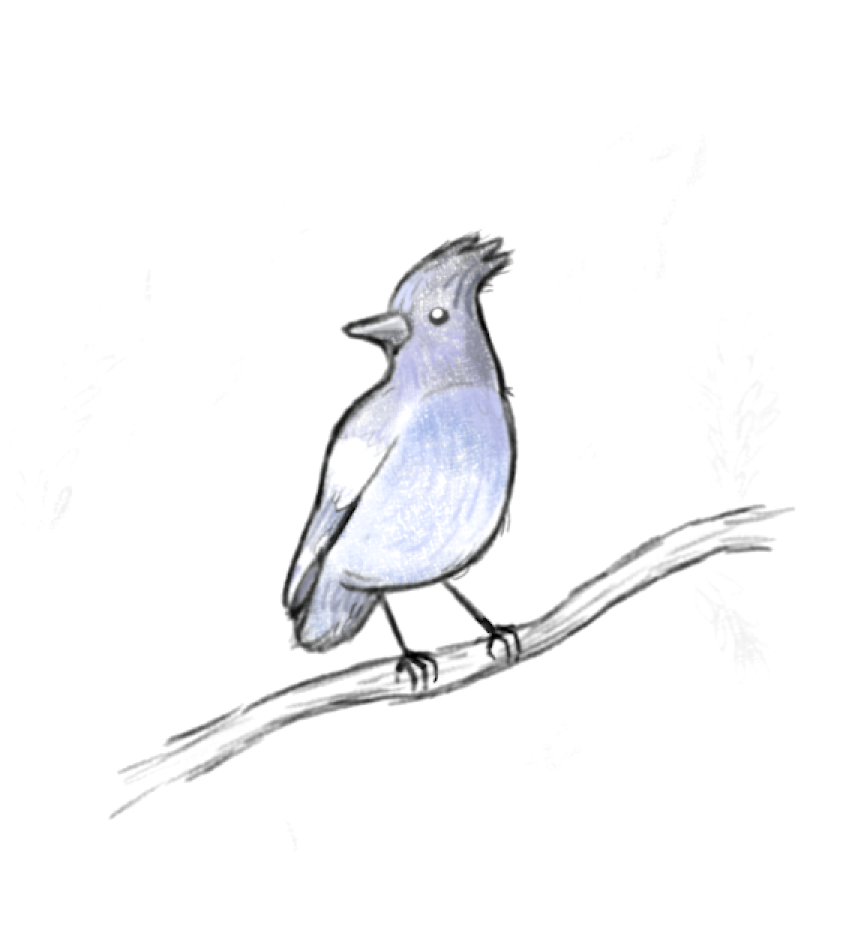 A drawing of a Steller's Jay