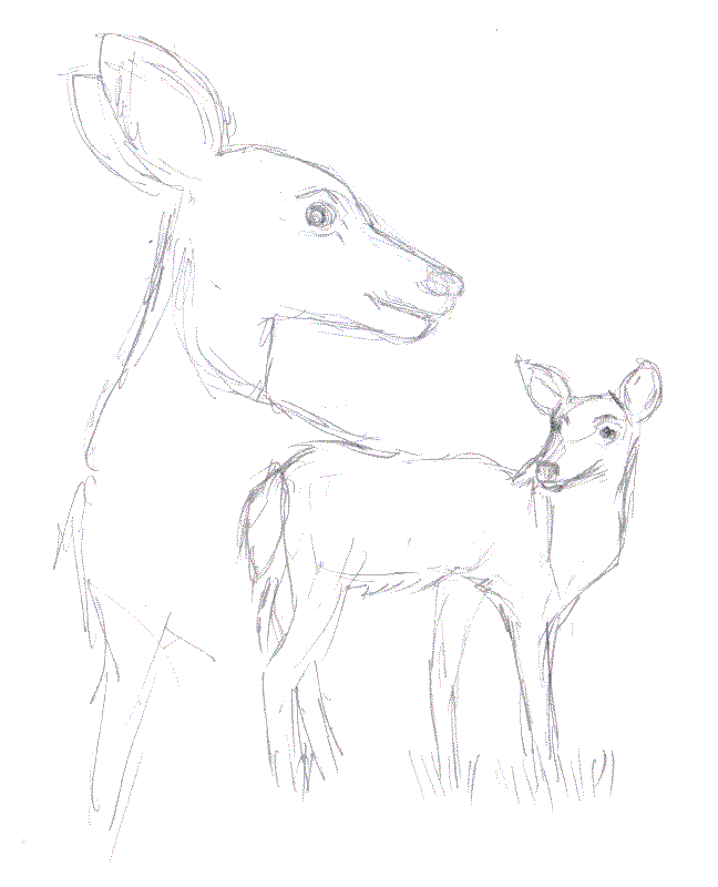 Drawings of deer