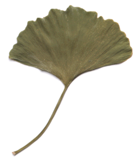 A Gingko leaf